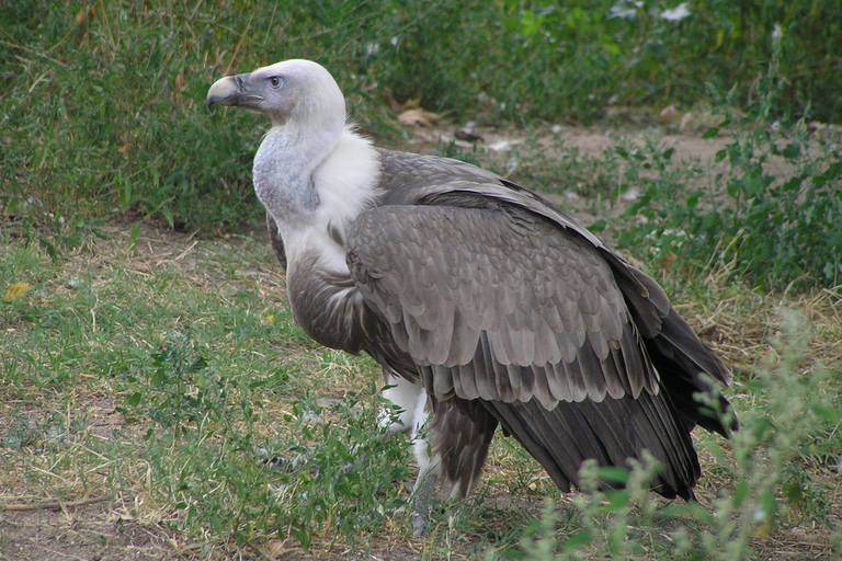 Sofia: Vulture Conservation & Release Experience