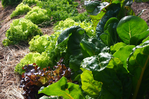 Trancoso: Tour ecologico della fattoria con degustazione