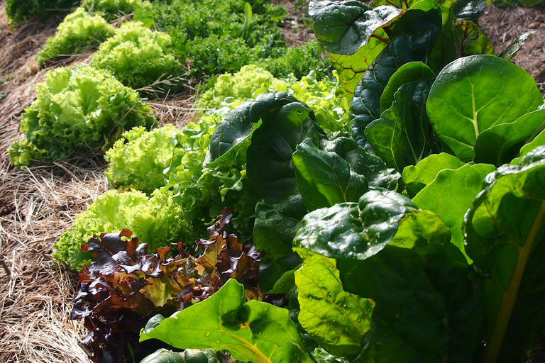 Trancoso: Tour ecologico della fattoria con degustazione