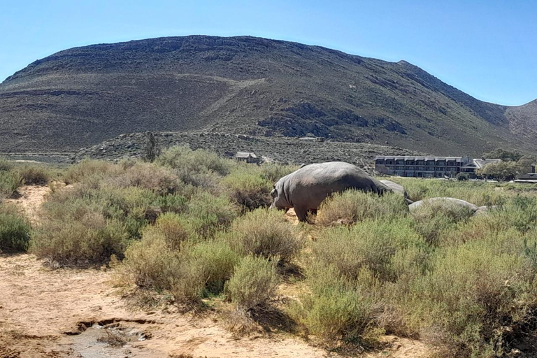 Cape Town Aquilla big sunset safari With transport & food aquila sunset bestseller