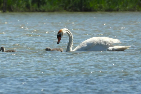 Camargue: Discover Horses and Wild Birds by Electric Golf Cart Petit Rhône Reserve – Immersive tour in a 2-seater electric vehicle