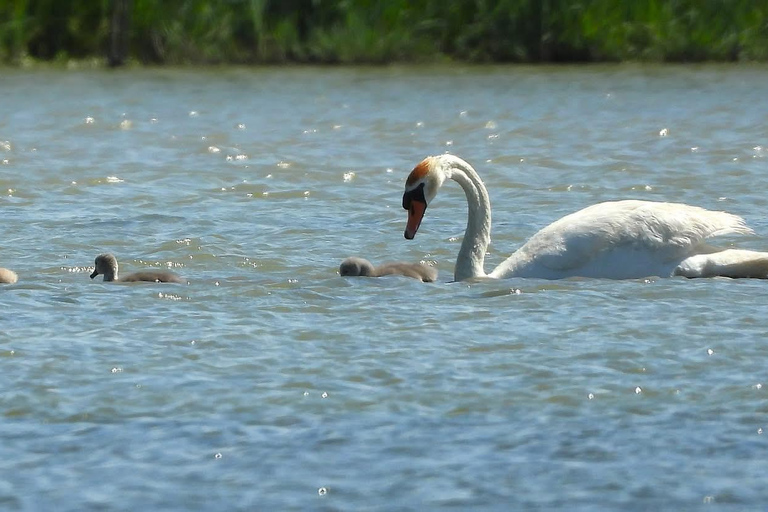 Camargue: Discover Horses and Wild Birds by Electric Golf Cart Petit Rhône Reserve – Immersive tour in a 2-seater electric vehicle