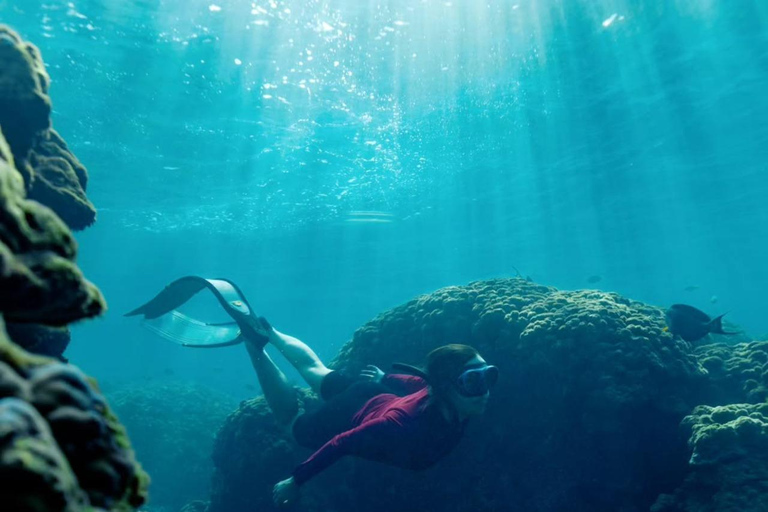 Half Day Dolphin Watch Sea Trip,departing from Taqah Port.