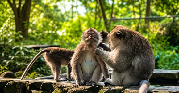 Bali: Ubud Monkey Forest, Rice Terrace & Waterfall Day Tour