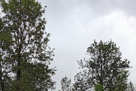 Kandy: Full-Day Tuk-Tuk Tour with Temples & Gardens by Local