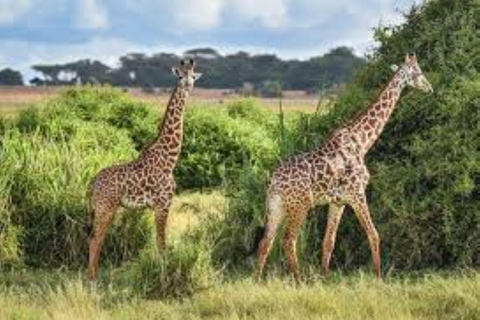 Tour di un giorno al Parco Nazionale di Amboseli