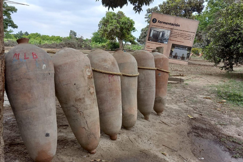 De Ica ou Huacachina: Visita a Vinha e Adega Artesanal de Tacama.