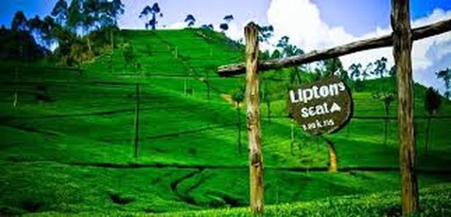 Visit Lipton's Seat and Tea Factory & Tea Plantation Day Tour in hill country