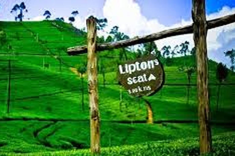Lipton's Seat and Tea Factory & Tea Plantation Day Tour