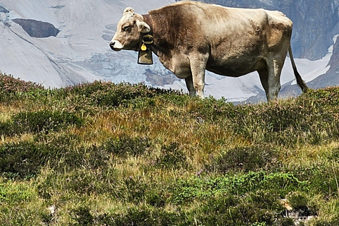 Lucerna: Caminhada inesquecível nos Alpes Suíços + NataçãoCaminhada em grupo partilhada