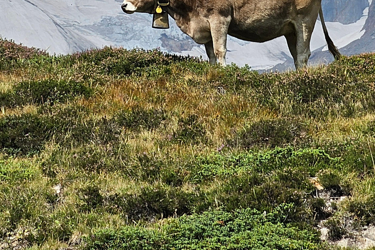 Lucerne : Inoubliable randonnée + baignade dans les Alpes suissesRandonnée en groupe partagé