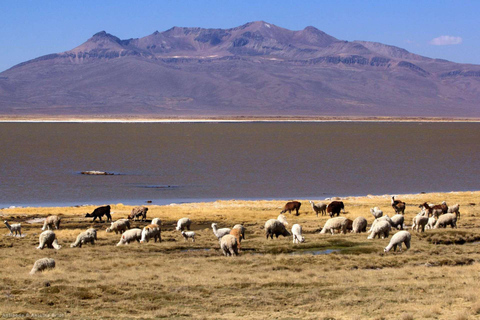 Arequipa: Colca Canyon 1 Tag + FrühstückGanztagestour zum Colca Canyon