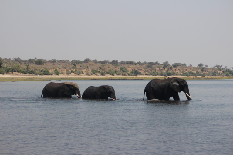 Excursión de un día a Chobe