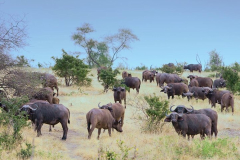 Arusha National Park: Day Trip with Walking Safari & Canoe Shared Day Trip Transfer & Game Drive (Fees Excluded)