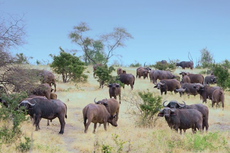 Arusha National Park: Day Trip with Walking Safari & Canoe Shared Day Trip Transfer & Game Drive (Fees Excluded)