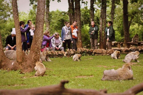 From Fez: Middle Atlas Ifran and Forest of Monkeys Day Trip