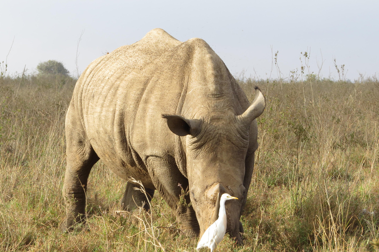 Parco Nazionale di Nairobi Tour per piccoli gruppiTour per piccoli gruppi del Parco Nazionale di Nairobi