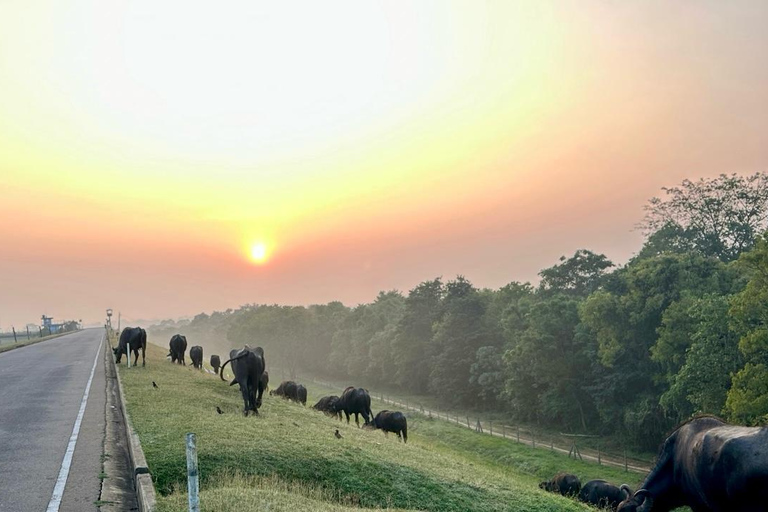 Coast to Ella: Private Safari & Scenic Transfer