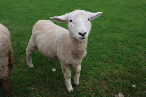 Auckland: Sheepworld, Honey Centre, & Kauri Trail Tour