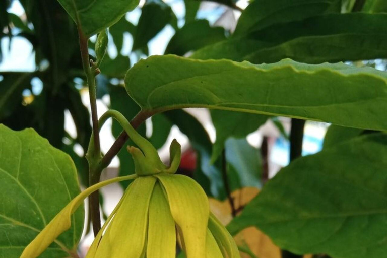 Zanzibar: Privat kryddodlingstur med lokal guide.Det här alternativet inkluderar upphämtning från hotell i Stone Town.