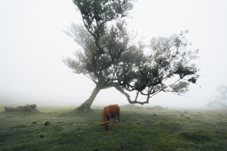 Funchal: Vereda do Fanal PR13 Hiking with Transfer & Guide
