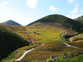Ston oysters and wine tasting tour from Dubrovnik