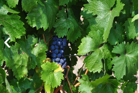 Ankara: Kavaklıdere Winery Tour and Wine Tasting Shared group Kavaklıdere Winery Tour and Wine Tasting