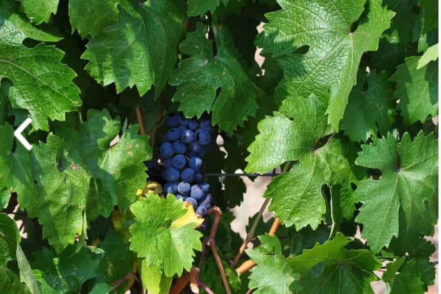 Ankara: Kavaklıdere Weingut-Tour und Weinprobe. Foto: GetYourGuide Ankara: Kavaklıdere Weingut-Tour und Weinprobe. Foto: GetYourGuide