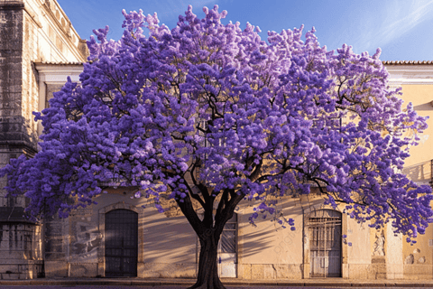 Lisbon: Private City Tour by Tuk-TukExtended Tour Old Town and Historic Belém