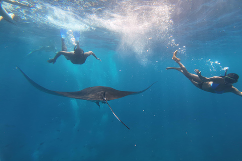 Nusa Penida: Manta Ray & Blue Coral Snorkeling Adventure