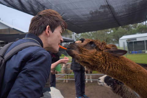 Alpaca Feeding with Wildlife & Nature Park VIP Private Tour Tour + Brisbane Cruise Terminal Transfer