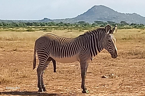 samburu and olpejeta national parks 4 days from nairobi.