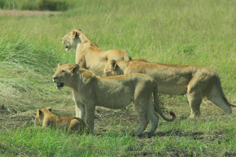 Kenya: 6-Day Safari to Lake Nakuru, Maasai Mara, Amboseli
