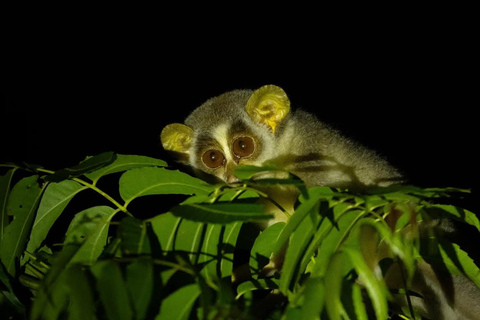 Into the Night: Open-Roof Jeep Adventure Around Sigiriya