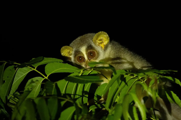 Into the Night: Open-Roof Jeep Adventure Around Sigiriya