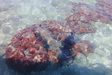 Bocas del Toro: Zapatilla Key, Dolfijn Baai, Koraal Toets