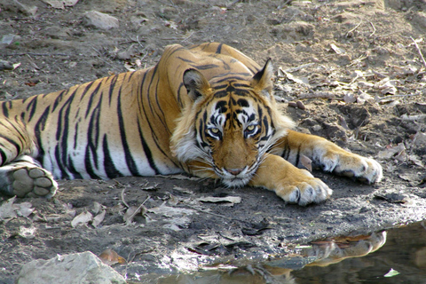 Spot Tigers and other wild of Ranthambore on a Day-Same Tour Ranthambore day trip with local guide full day + naturalist