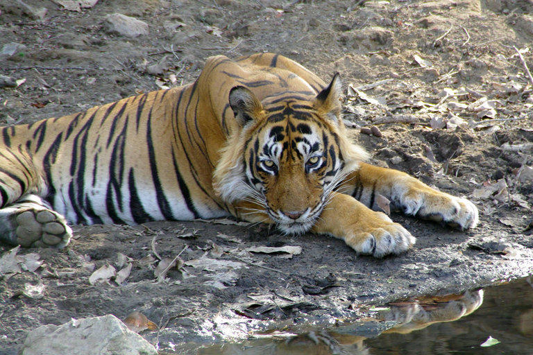 Spot Tigers and other wild of Ranthambore on a Day-Same Tour Ranthambore day trip with local guide full day + naturalist