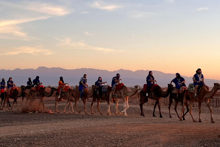 Sunset Camel Ride in Desert &amp; Palm Grove with Tea &amp; Transfer