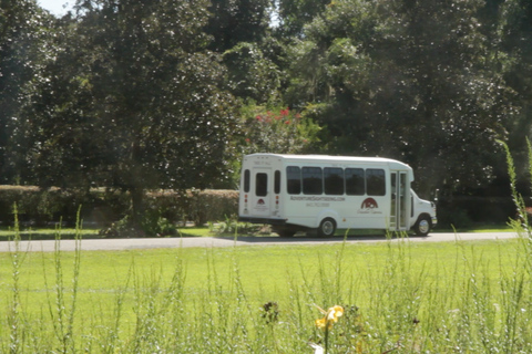 Charleston: Plantación Magnolia con transporte y tour de la ciudad