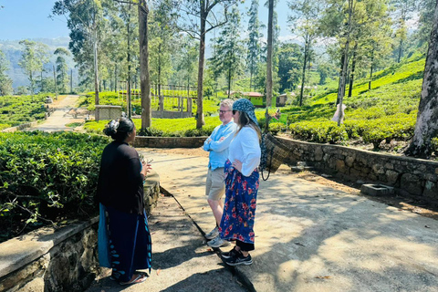 Kandy: Nuwara Eliya to Ella Tea Plantation & Waterfall Hike