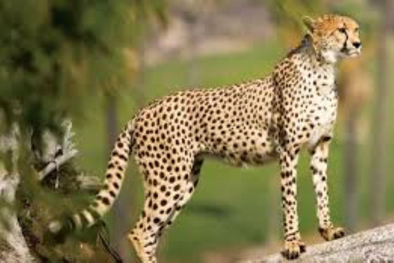 3-daagse luxe safari in Serengeti en Ngorongoro