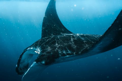 Nusa Penida: Snorkeling with Majestic Manta & Colorful Fish