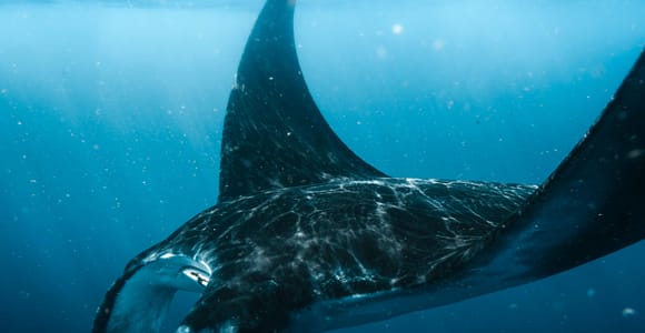 Nusa Penida: Snorkeling with Majestic Manta & Colorful Fish