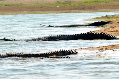 Golden triangle with Chambal Safari