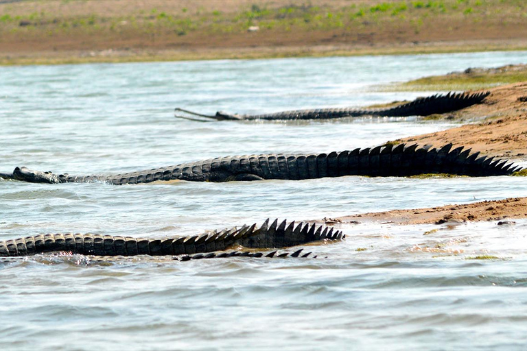 Golden triangle with Chambal Safari