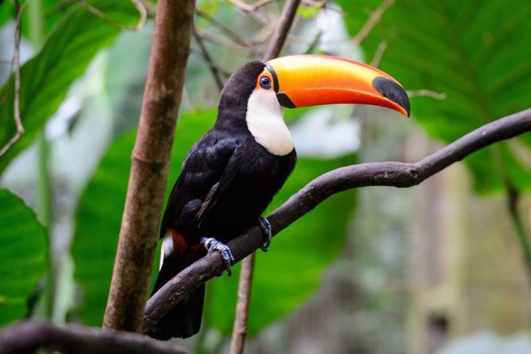 Iquitos: Amazon 4 days | Nanay River, Monkeys