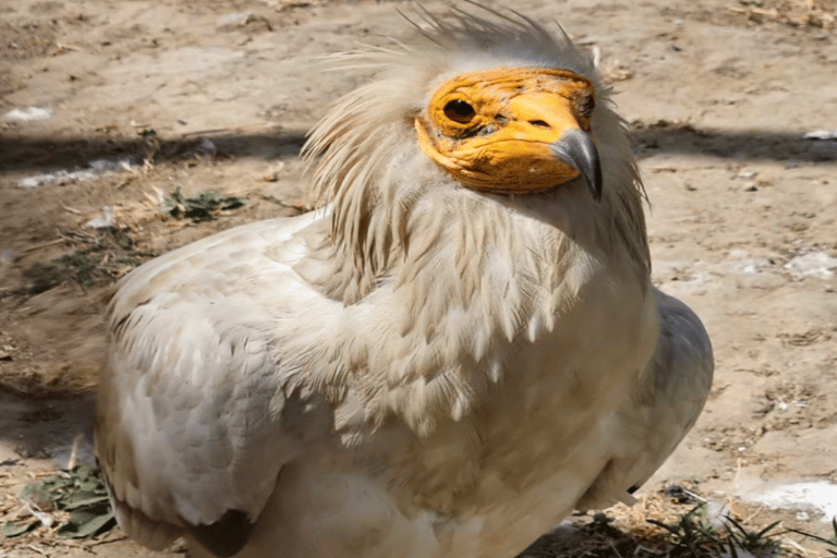 Baku: Fauna and Flora Tour