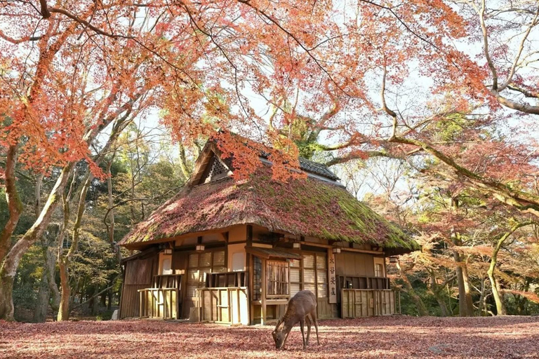 A Thousand Years in One Day: Kyoto & Nara Panoramic Tour Depart from Kyoto