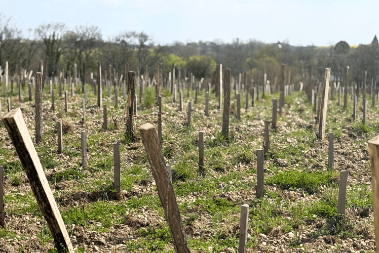 Bordeaux : visite d&#039;une jounée dans la région viticole du Médoc